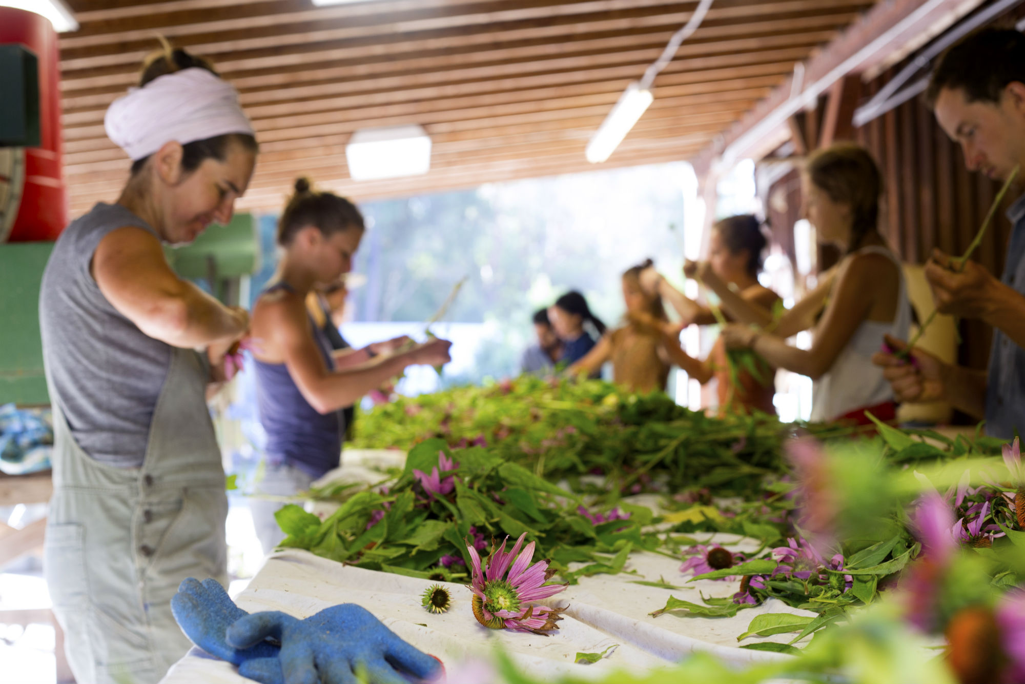 Stripping the Echinacea leaf and flower as a team