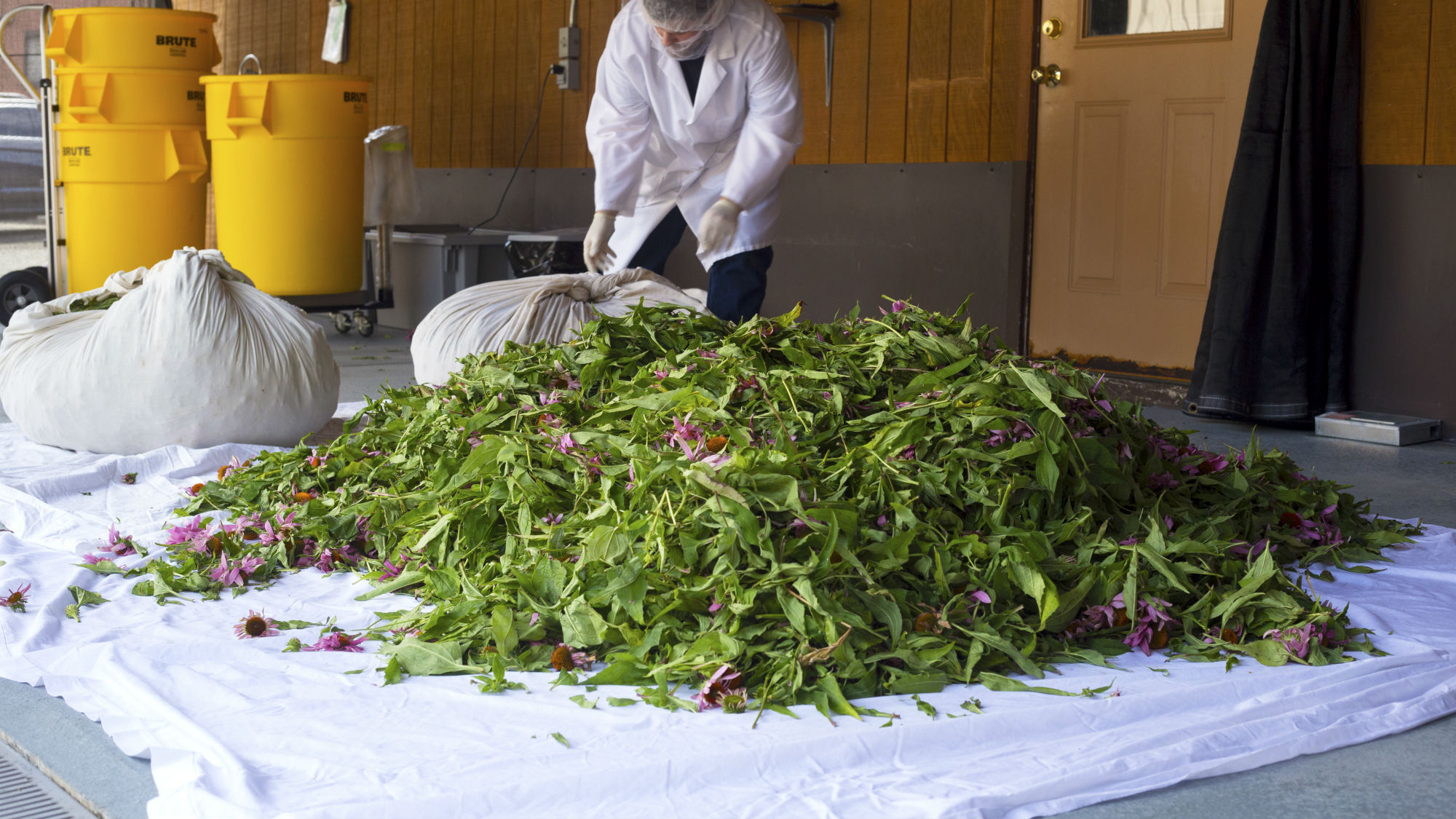 Echinacea fresh on the slab