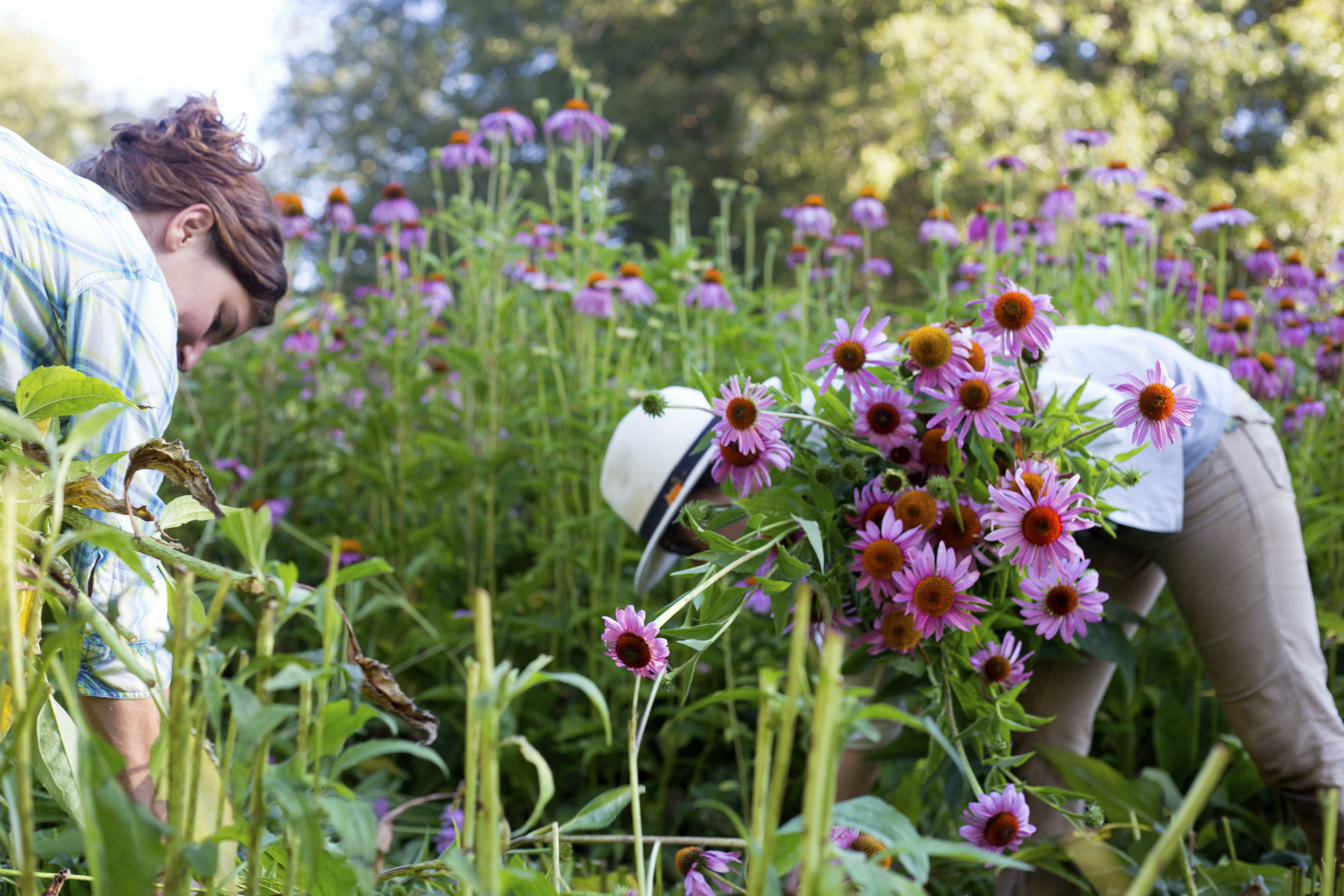 Gathering Echinacea flowers